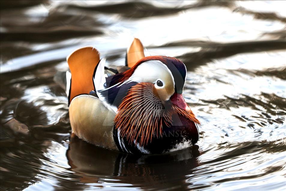 Central Park'ın davetsiz misafiri Mandarin ördeği parkın maskotu oldu