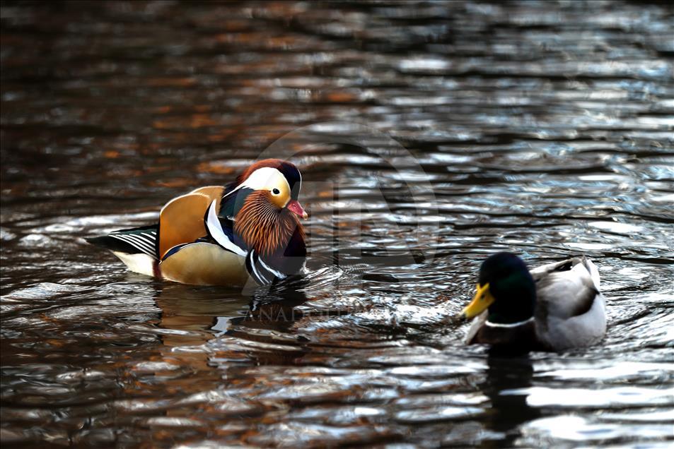 The Mandarin Duck in Central Park