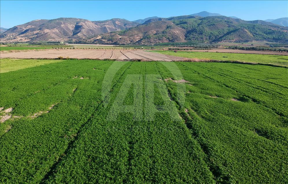 Hatay maydanozuna ilgi artıyor