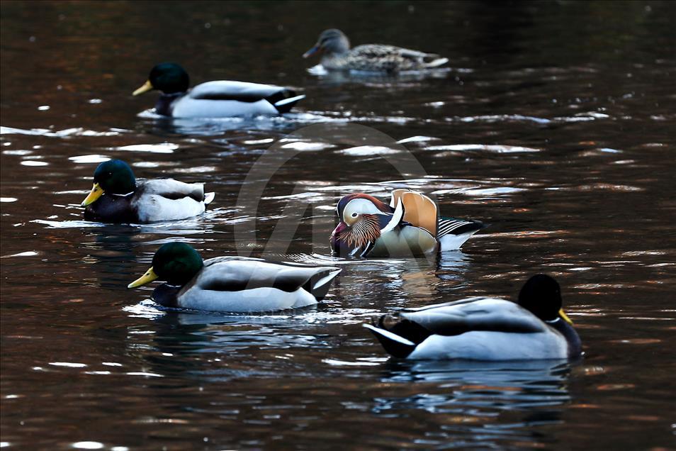 The Mandarin Duck in Central Park