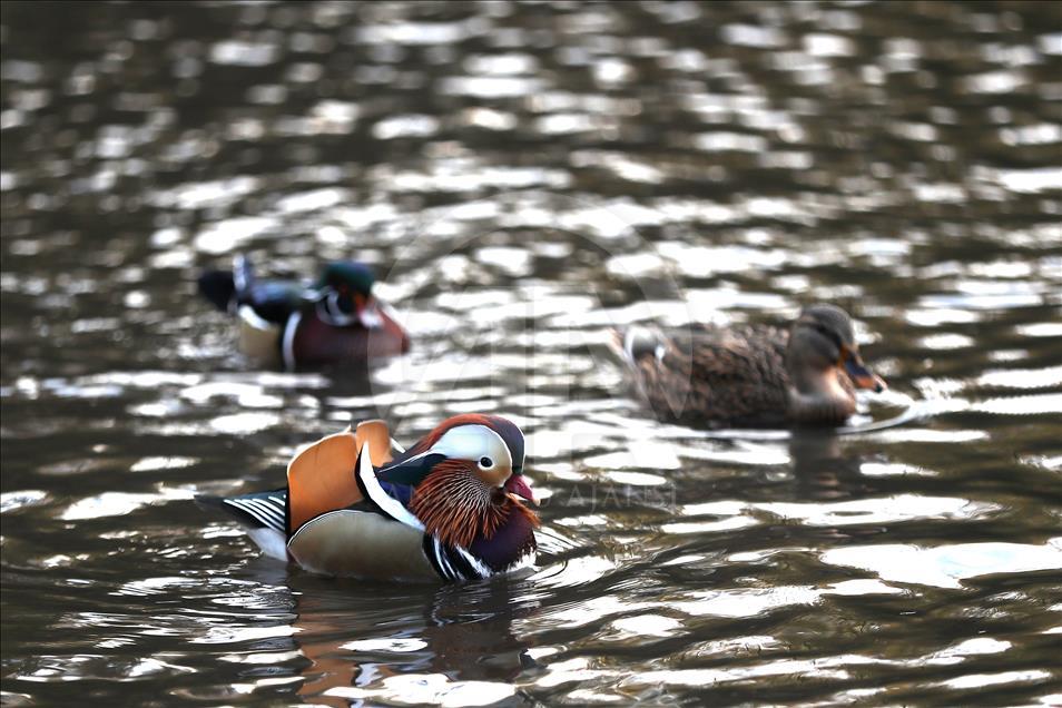 The Mandarin Duck in Central Park
