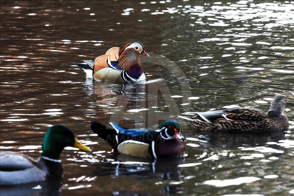 The Mandarin Duck in Central Park