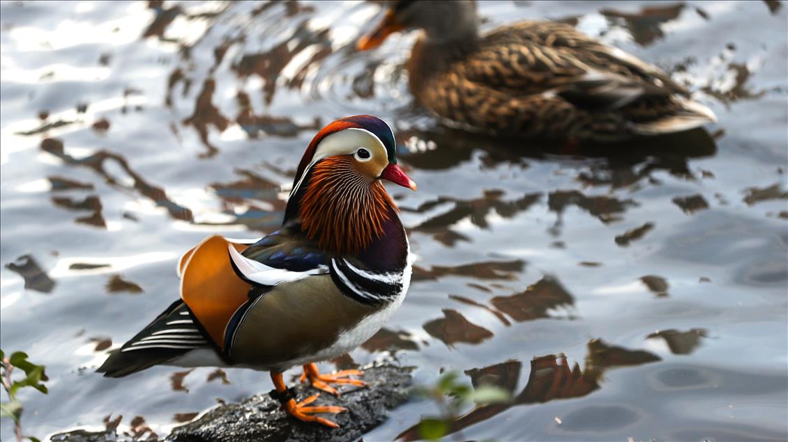 Central Park'ın davetsiz misafiri Mandarin ördeği parkın maskotu oldu