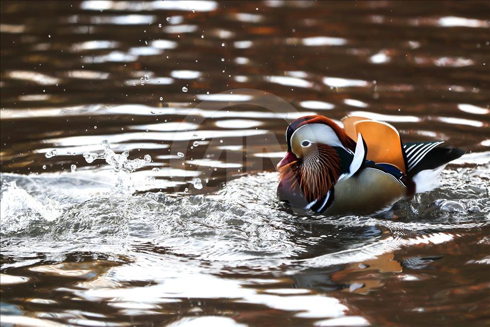 Central Park'ın davetsiz misafiri Mandarin ördeği parkın maskotu oldu