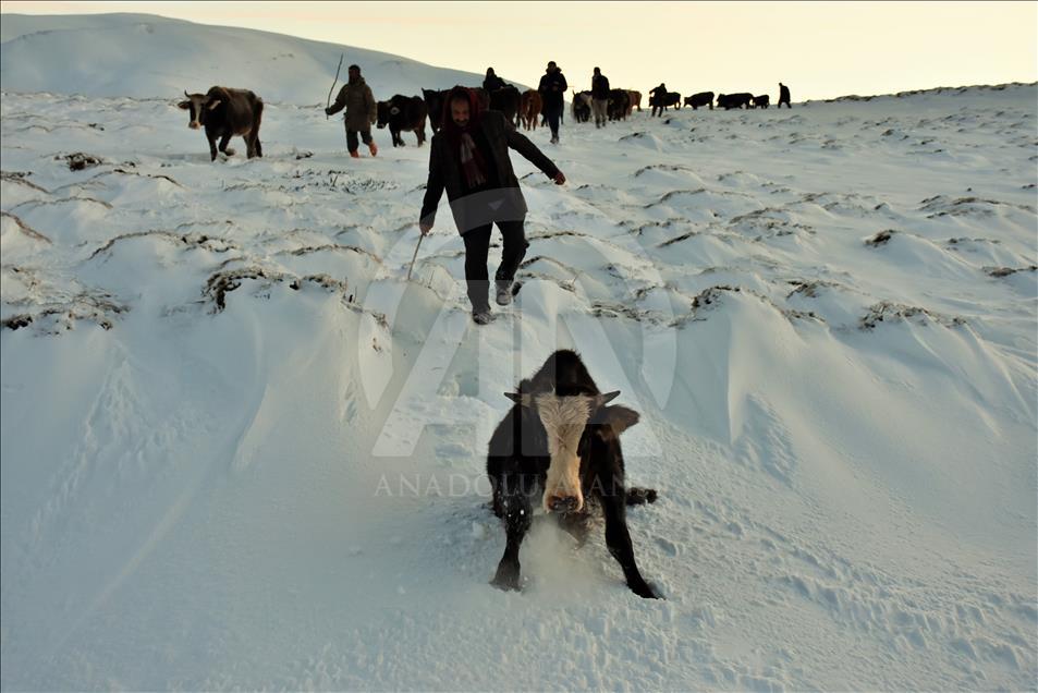 Muş'ta karda mahsur kalan 15 çoban kurtarıldı
