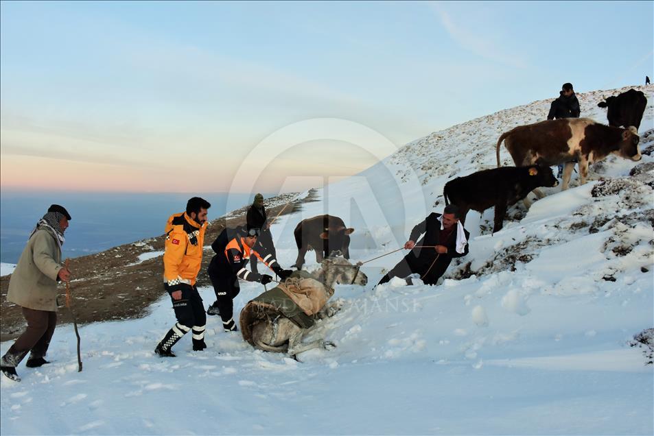 Muş'ta karda mahsur kalan 15 çoban kurtarıldı
