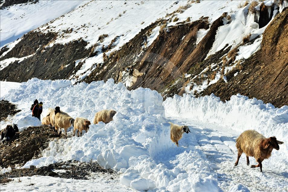 Yaylada mahsur kalan 5 çoban kurtarıldı 