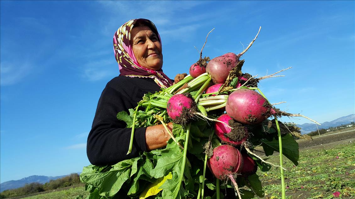 Turp diyarında hasat başladı
