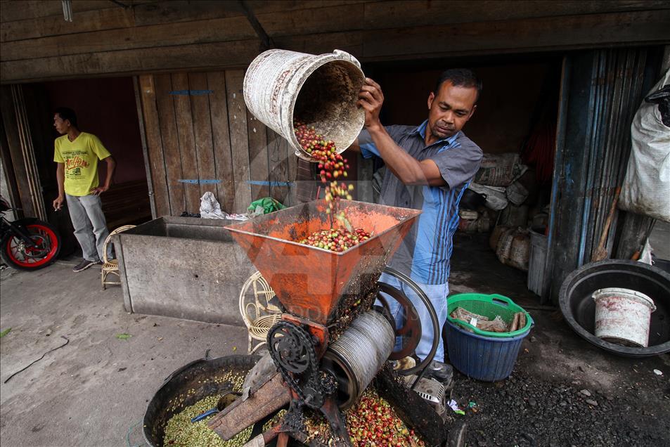 Festival Panen Kopi Arabika Gayo