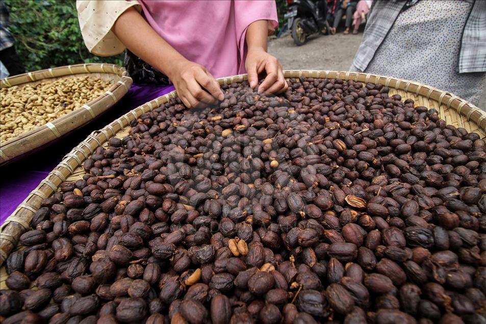 Festival Panen Kopi Arabika Gayo