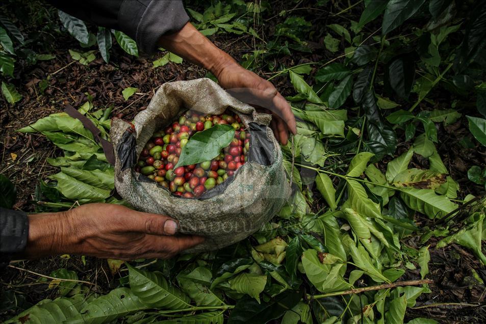 Festival Panen Kopi Arabika Gayo