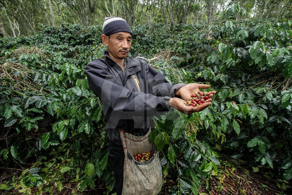 Festival Panen Kopi Arabika Gayo