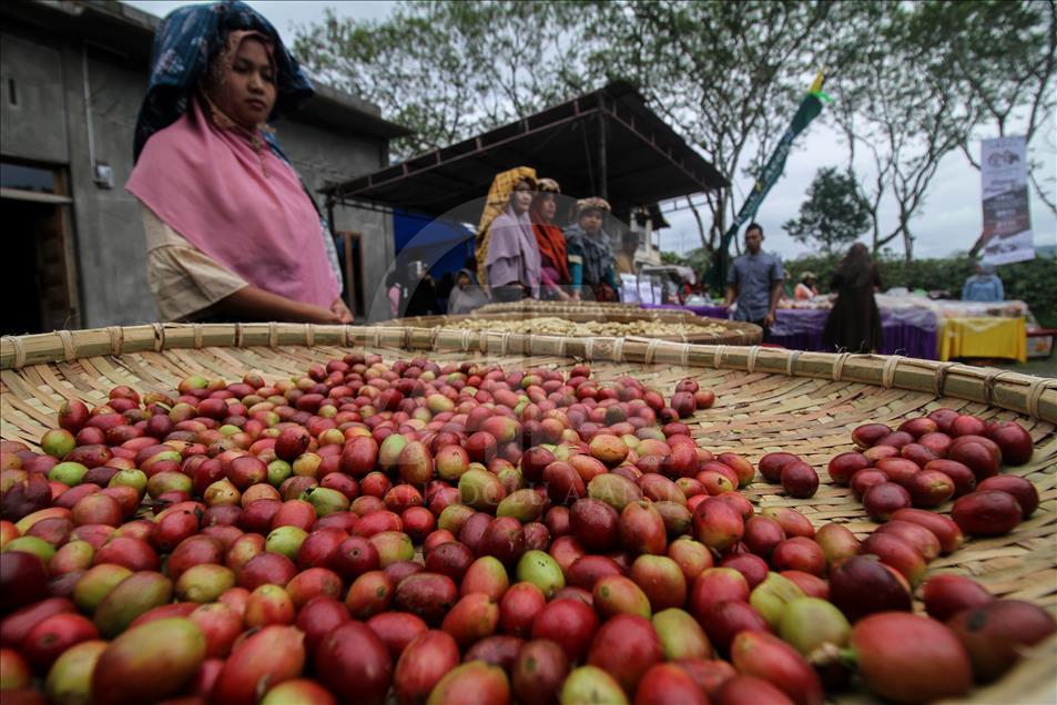 Festival Panen Kopi Arabika Gayo