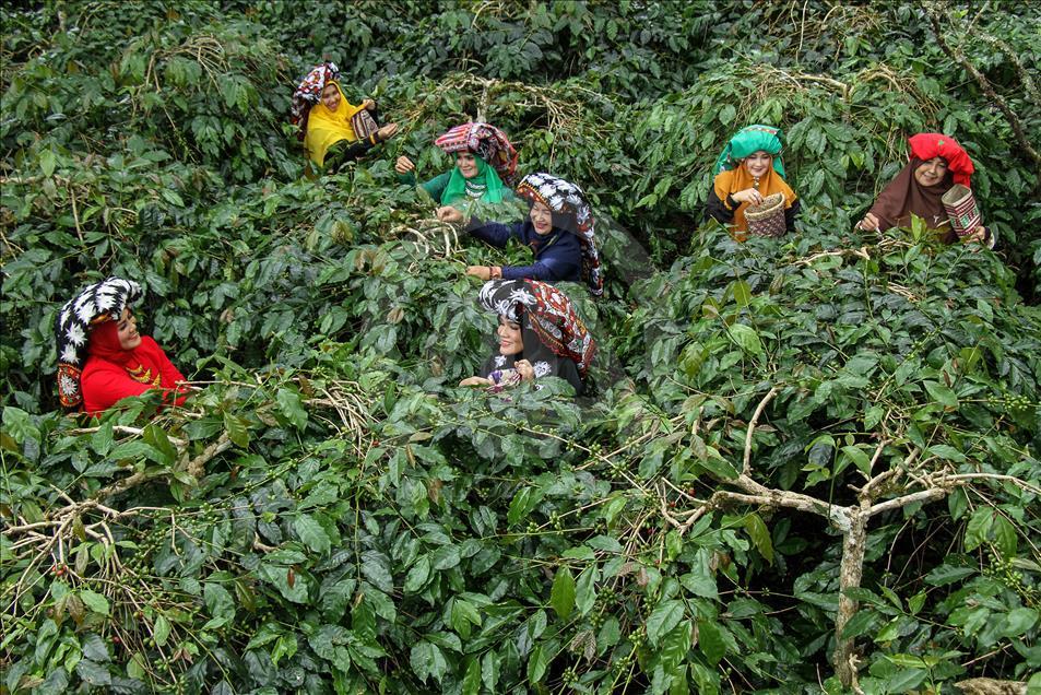 Festival Panen Kopi Arabika Gayo