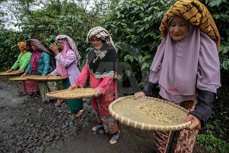 Festival Panen Kopi Arabika Gayo