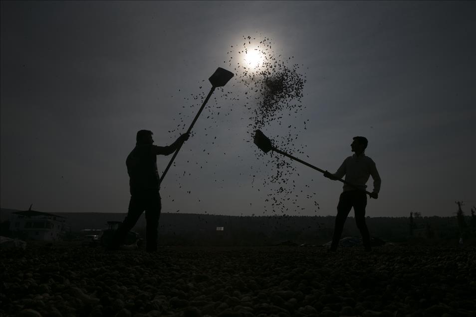 Suriyeliler ekmeğini yer fıstığı tarlalarında çalışarak çıkarıyor