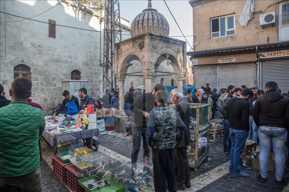 Güvercin tutkunları bu pazarda buluşuyor