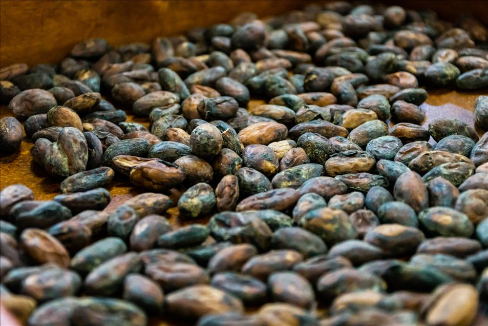 Feria en Bogotá muestra la experiencia del cacao al chocolate