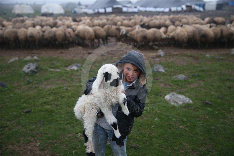 Breeders and their sheep in Turkey