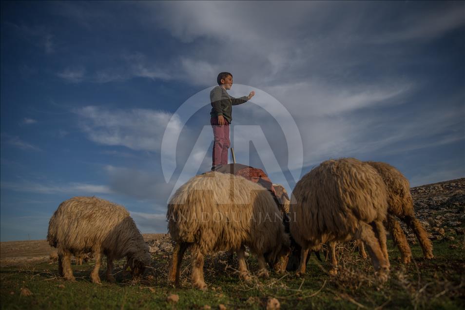 Breeders and their sheep in Turkey