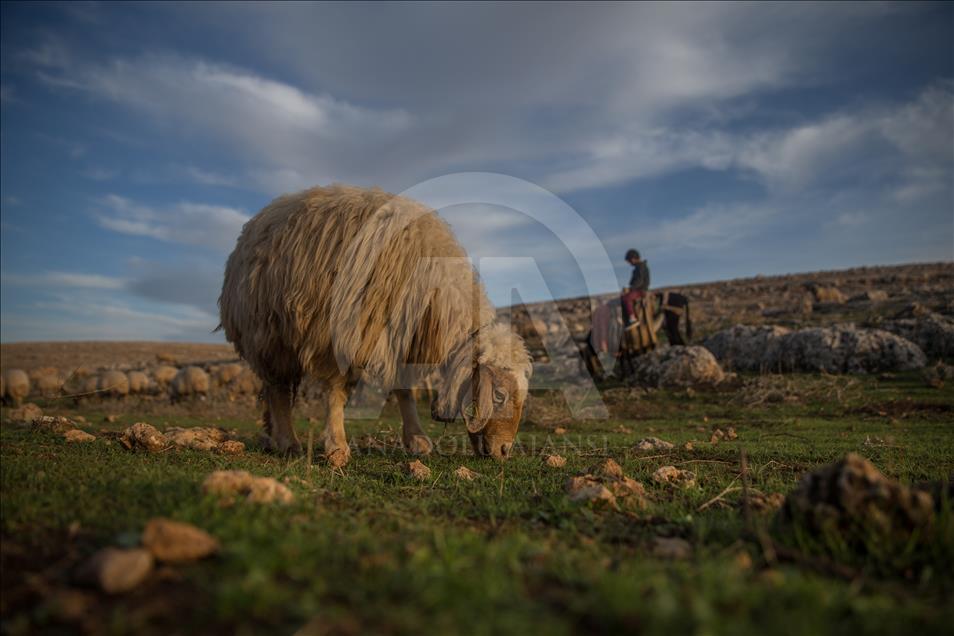 Breeders and their sheep in Turkey