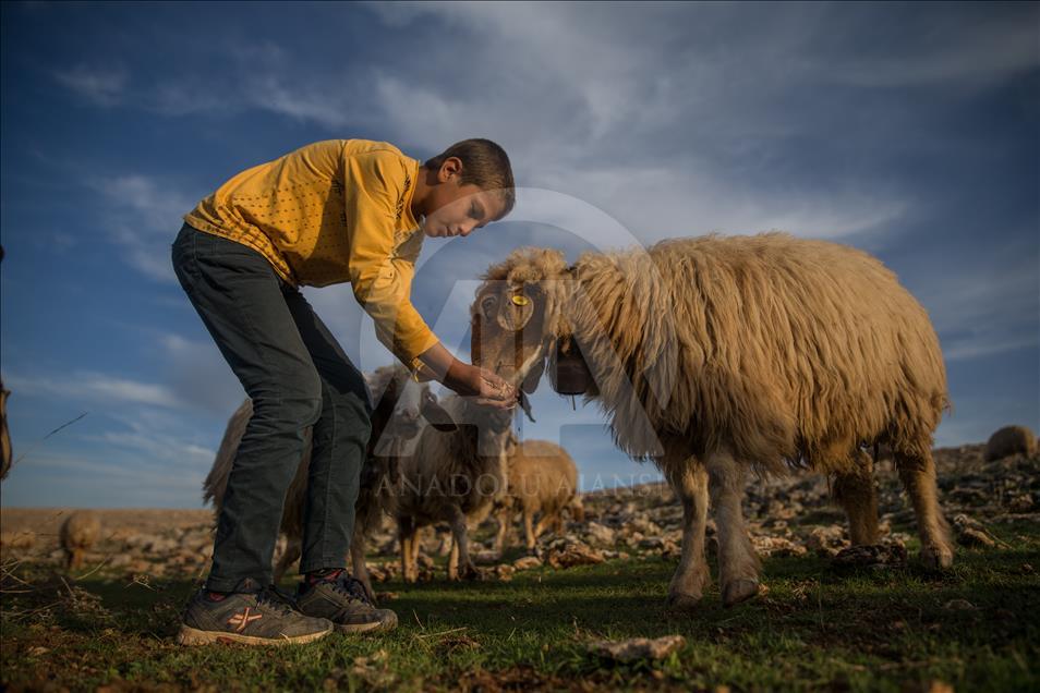 Breeders and their sheep in Turkey