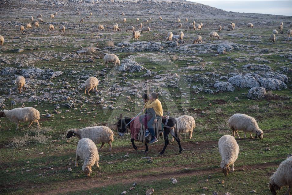 Breeders and their sheep in Turkey