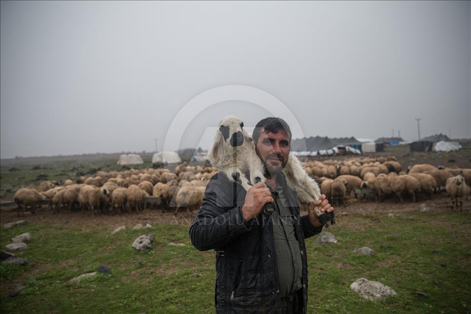 Breeders and their sheep in Turkey