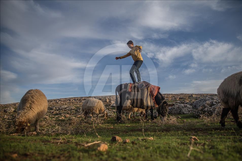 Breeders and their sheep in Turkey