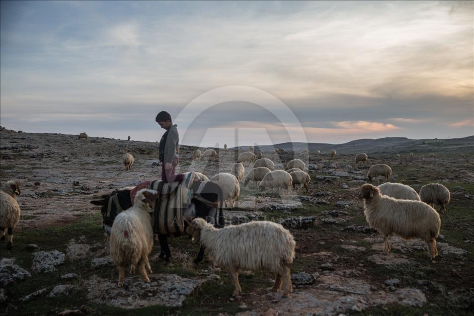 Breeders and their sheep in Turkey