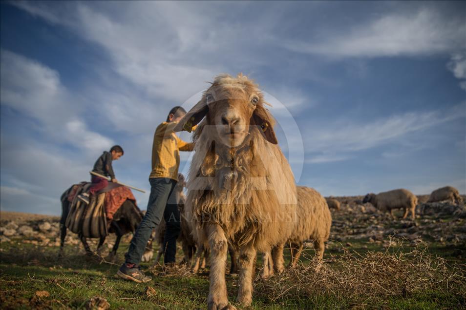 Breeders and their sheep in Turkey