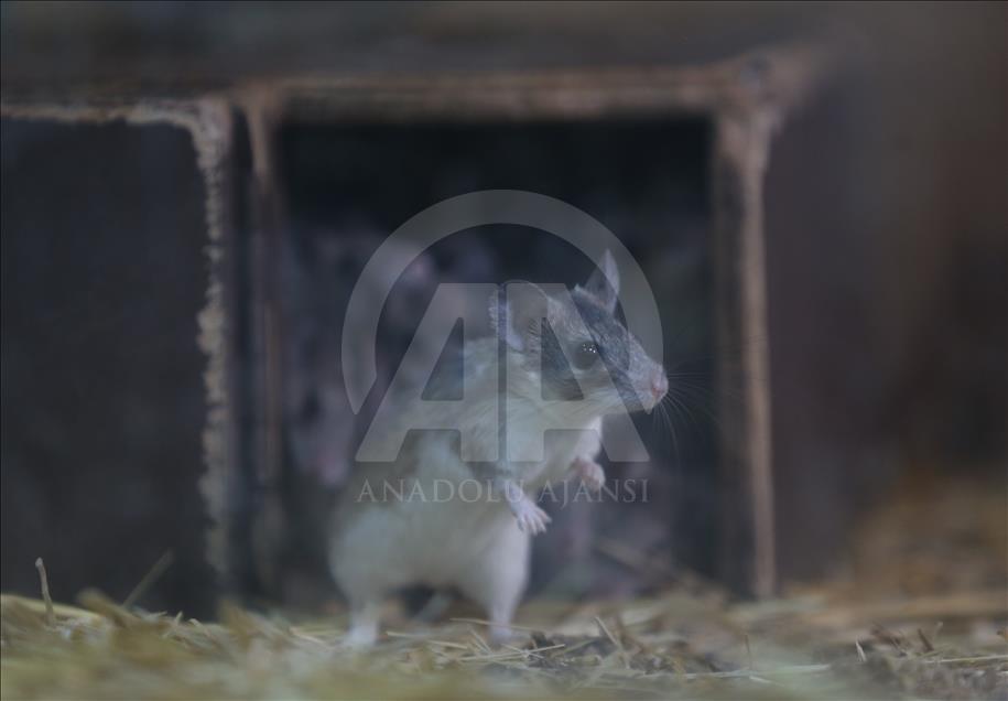 Ratones espinosos en peligro de extinción en Turquía