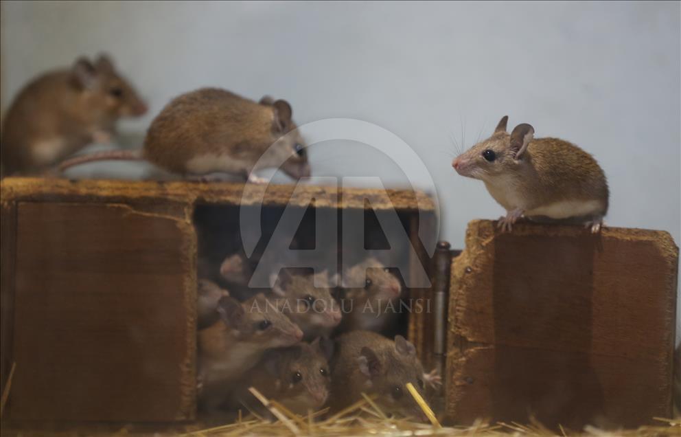 Endangered spiny mouses in Turkey's Bursa