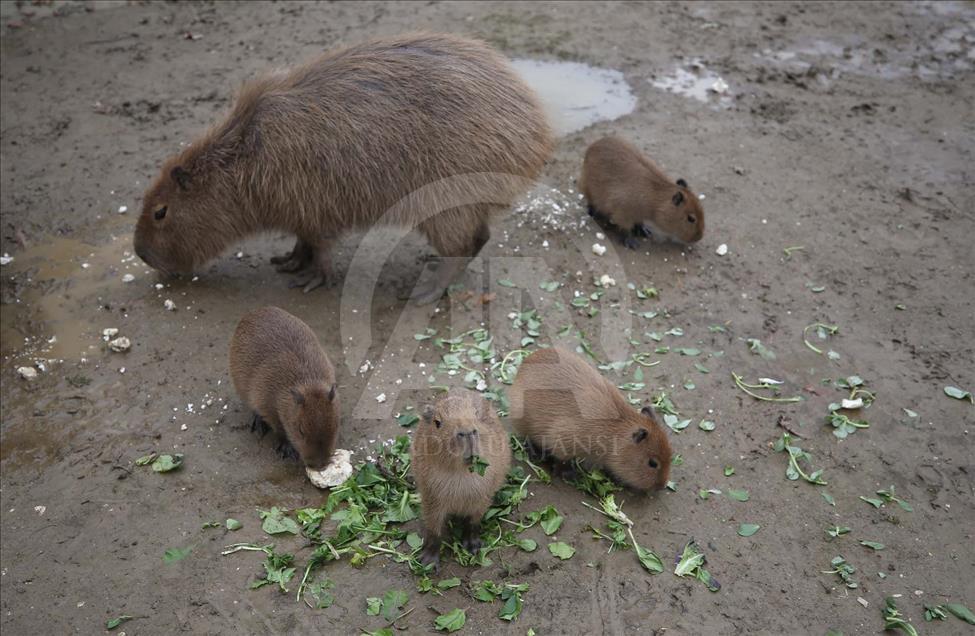 Nacen cuatro capibaras en el Zoológico de Bursa, Turquía - Anadolu Ajansı