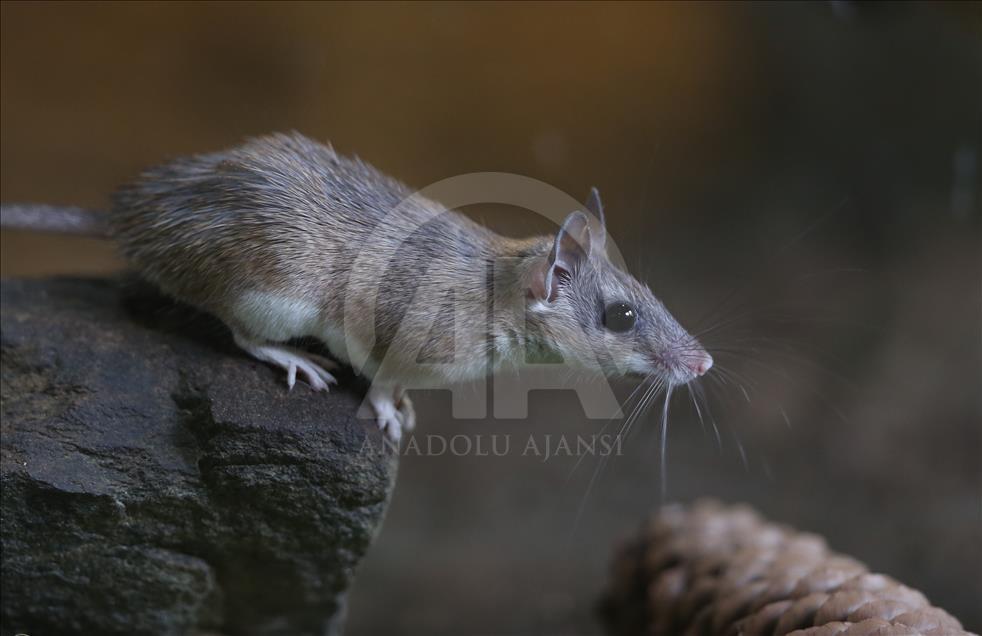 Ratones espinosos en peligro de extinción en Turquía