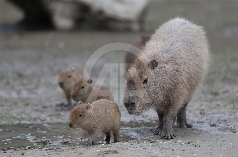 Nacen cuatro capibaras en el Zoológico de Bursa, Turquía