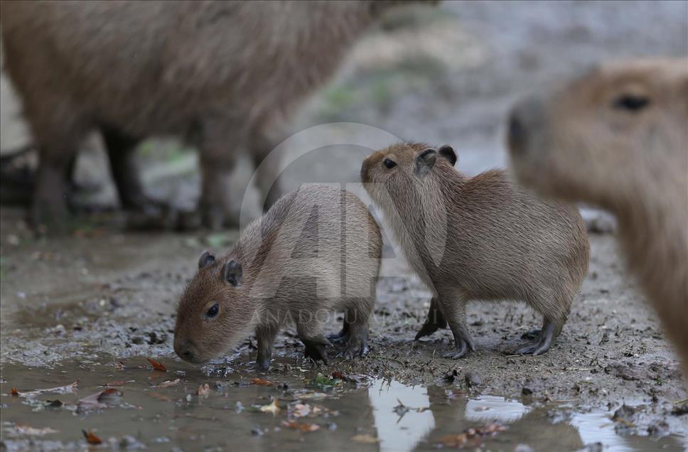 Nacen cuatro capibaras en el Zoológico de Bursa, Turquía