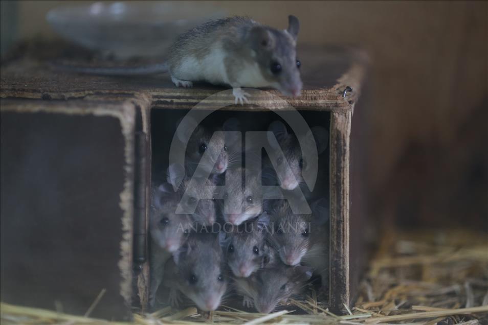 Ratones espinosos en peligro de extinción en Turquía