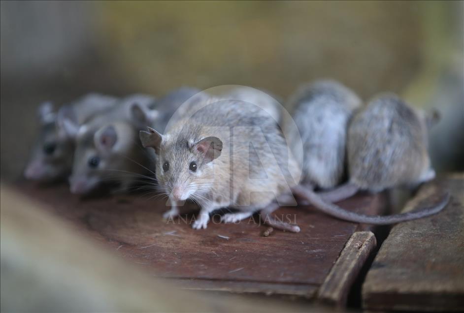 Ratones espinosos en peligro de extinción en Turquía