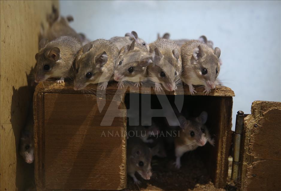 Ratones espinosos en peligro de extinción en Turquía