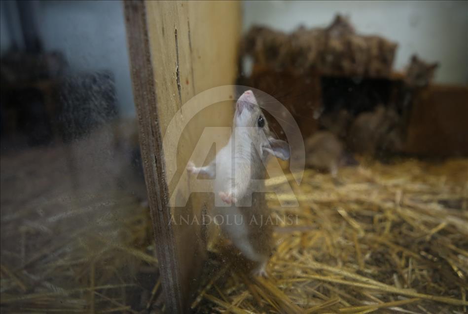 Endangered spiny mouses in Turkey's Bursa