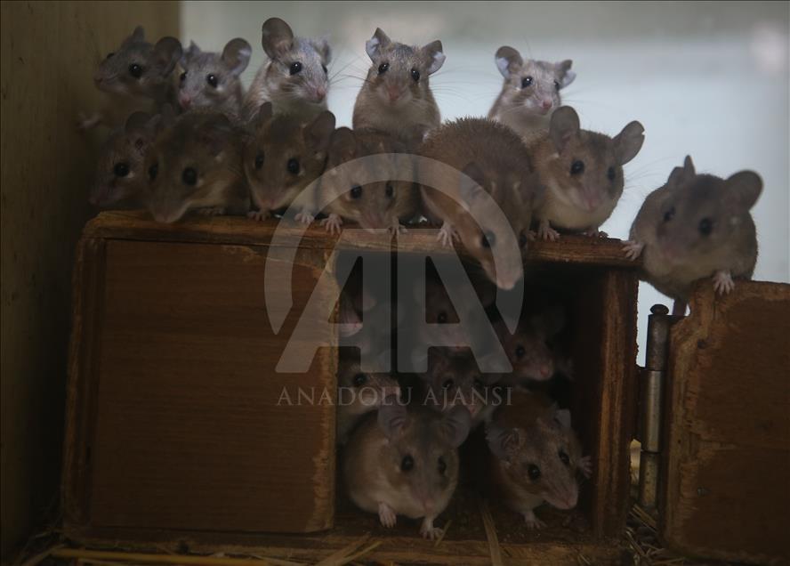 Endangered spiny mouses in Turkey's Bursa