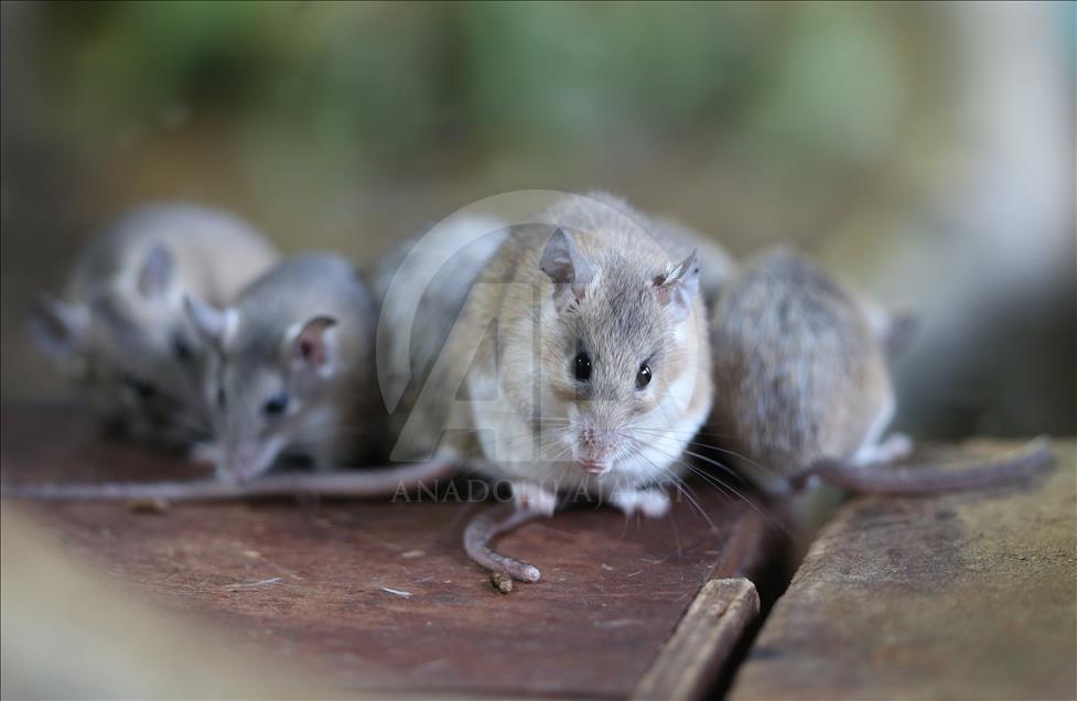 Ratones espinosos en peligro de extinción en Turquía