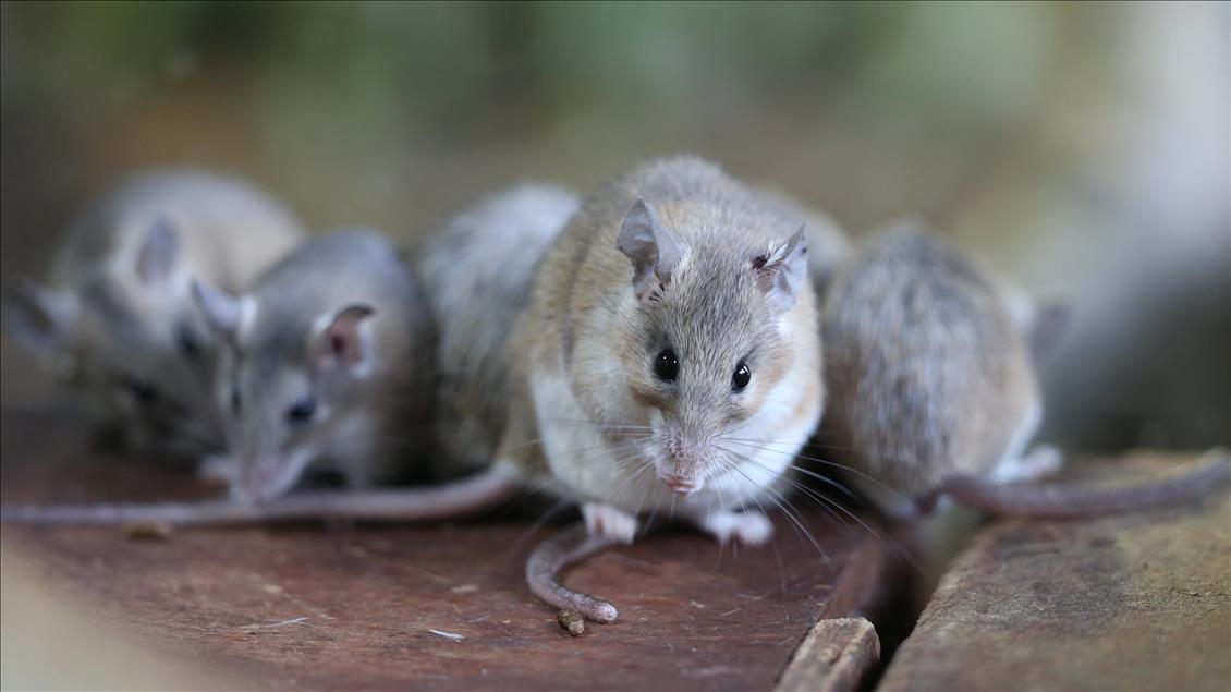 Endangered spiny mouses in Turkey's Bursa