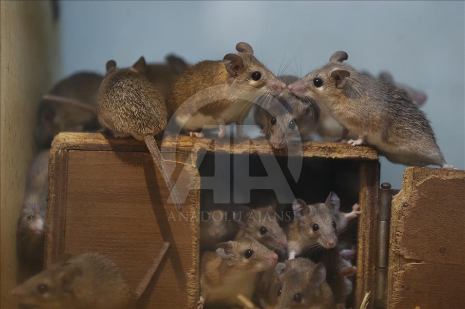 Ratones espinosos en peligro de extinción en Turquía
