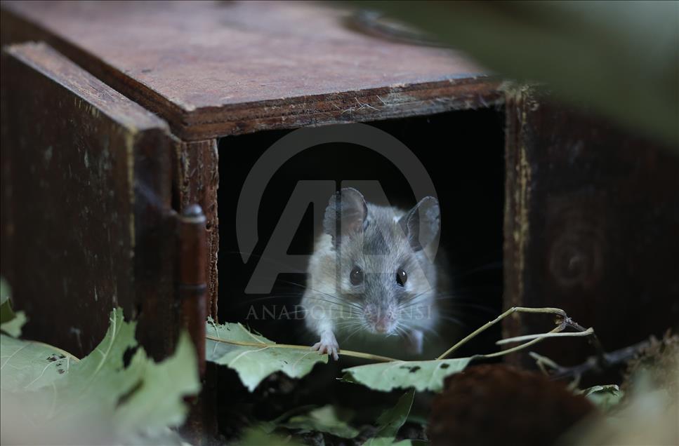 Endangered spiny mouses in Turkey's Bursa