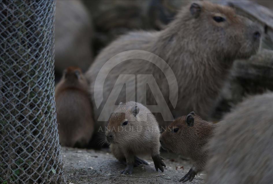 Nacen cuatro capibaras en el Zoológico de Bursa, Turquía