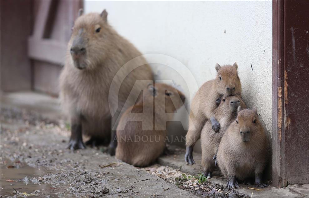 Nacen cuatro capibaras en el Zoológico de Bursa, Turquía