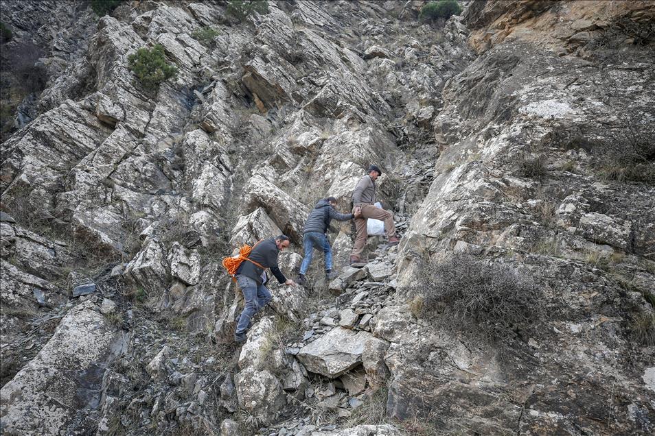 Dangerous climbing to reach the "rock honey" in Turkey's Van