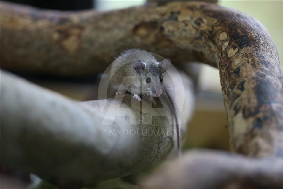 Ratones espinosos en peligro de extinción en Turquía